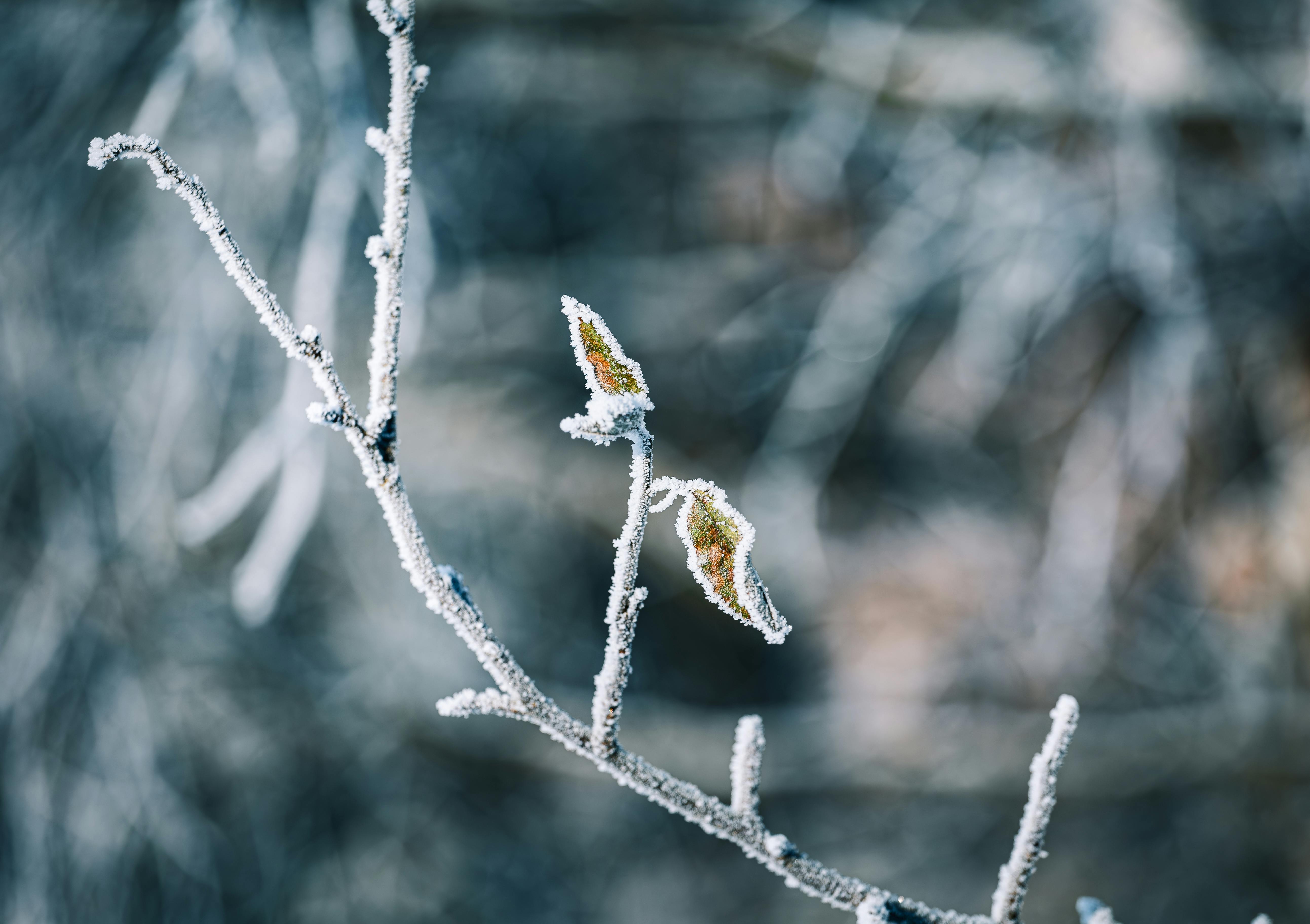 ice and snow on a branch with leaves in winter in forest