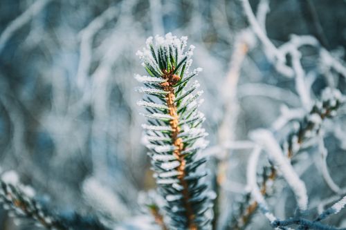Free A frosty pine branch highlighted with snow captures the essence of winter's beauty in nature. Stock Photo
