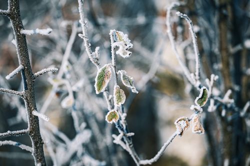 Free Close-up of frosty branches with icy leaves, capturing the essence of winter's natural beauty. Stock Photo
