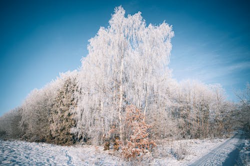 Immagine gratuita di alberi, coperto, foresta