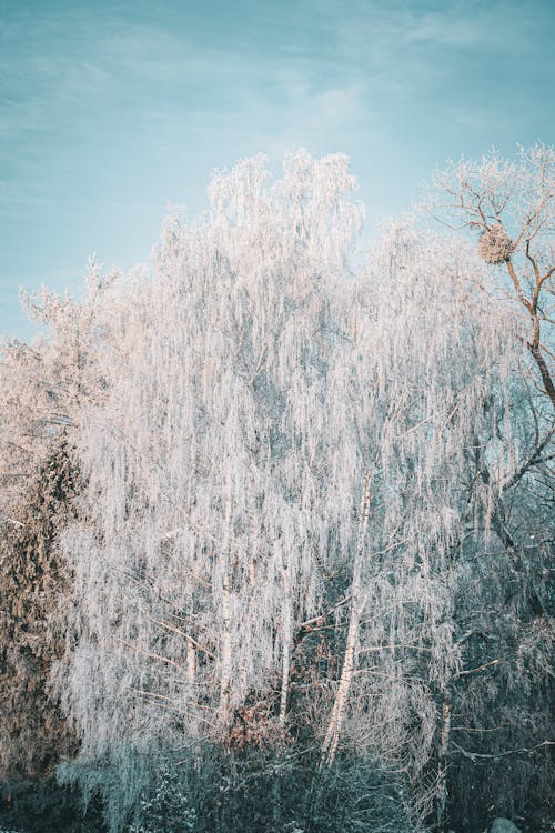 Foto d'estoc gratuïta de arbre blanc, branques, constipat