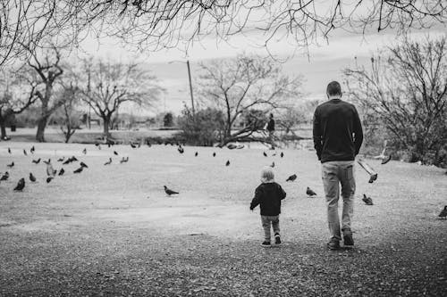 Fotos de stock gratuitas de animales, aves, blanco y negro