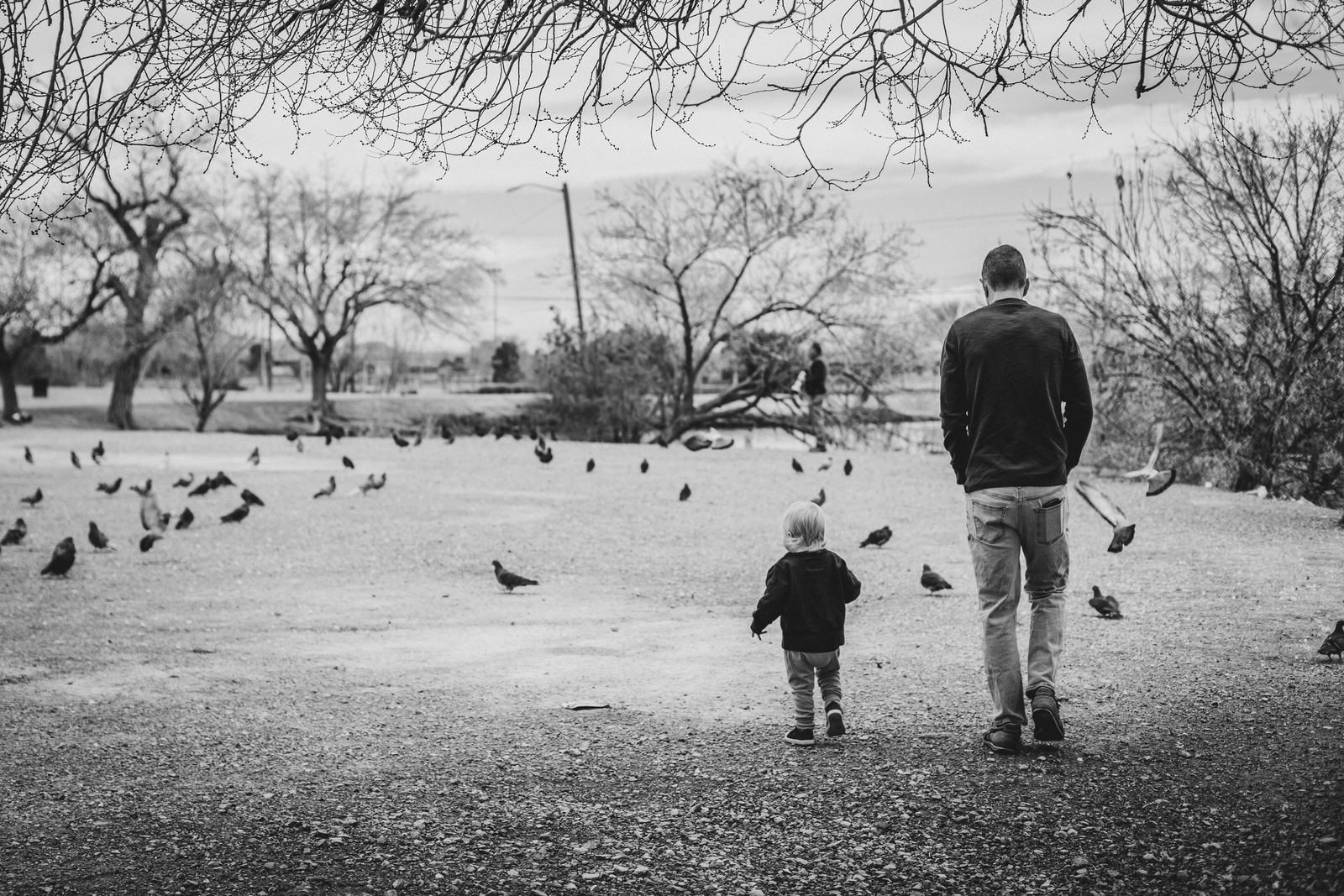 Shed Pigeons Photos, Download The BEST