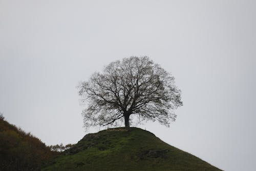 シングル, 丘の上, 田舎の無料の写真素材