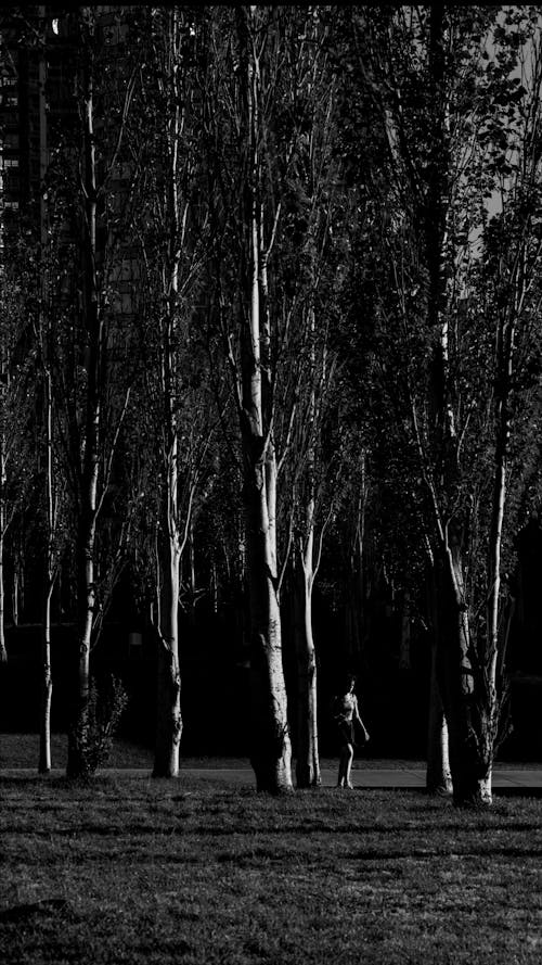 ağaçlar, dikey atış, Kadın içeren Ücretsiz stok fotoğraf