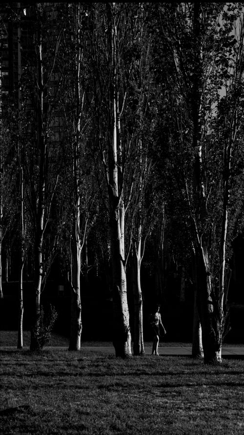 Free A serene black and white image of a woman walking through a forest in Buenos Aires, Argentina. Stock Photo