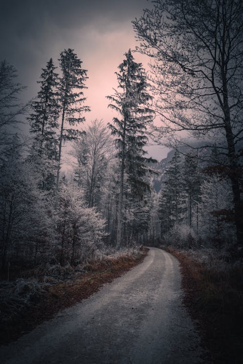 Hoarfrost on Trees around Dirt Road in Forest in Winter