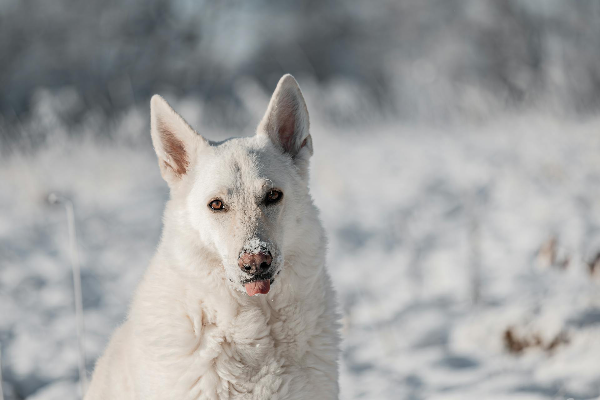 a white swiss shepherd dog plays in snow in winter outside