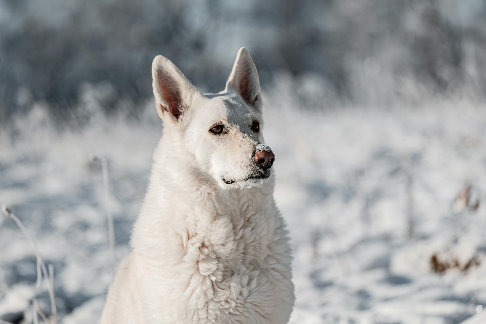 porträtt av en vit schweizisk herdehund i snö på vintern