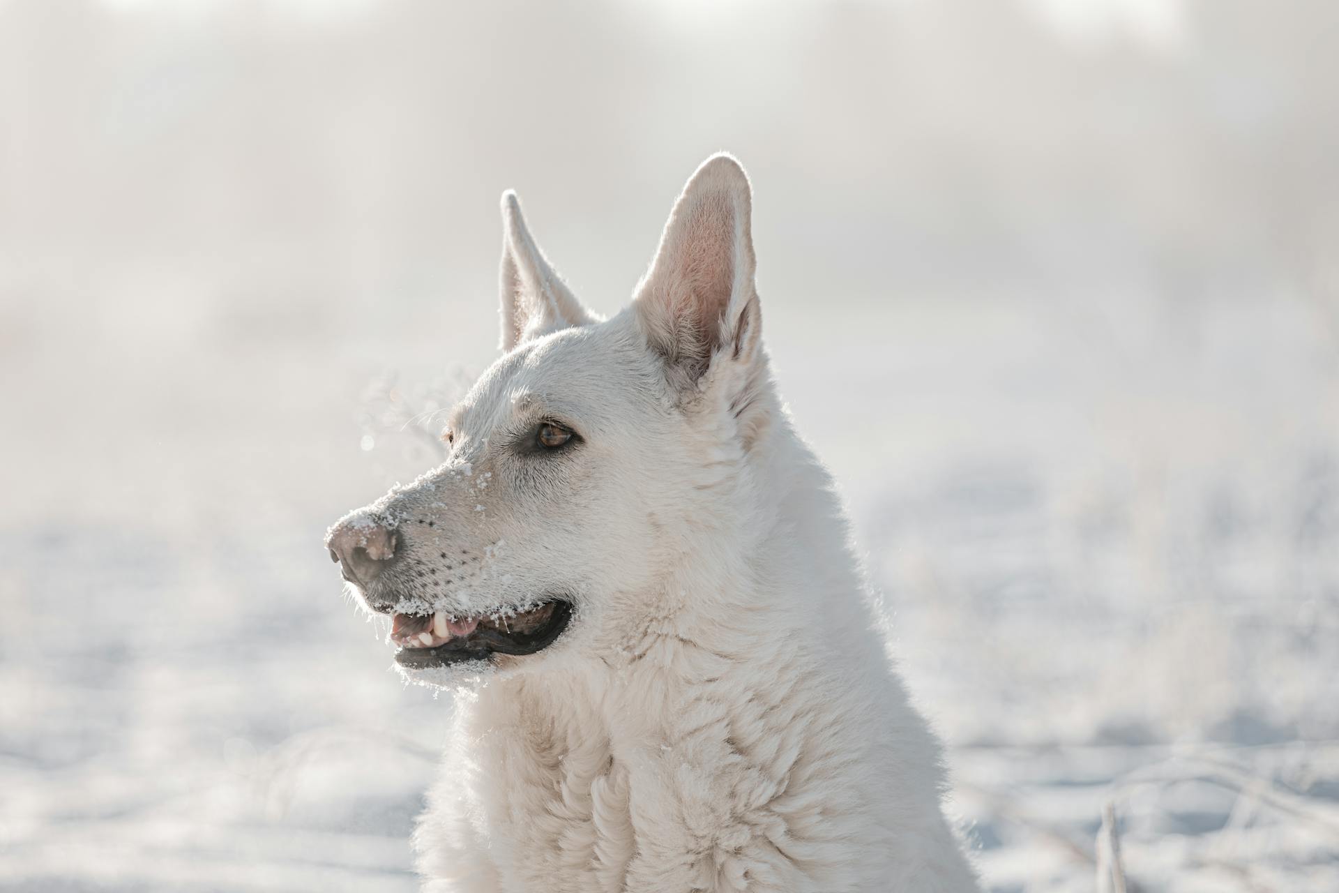 porträtt av en vit schweizisk herdehund i snö på vintern