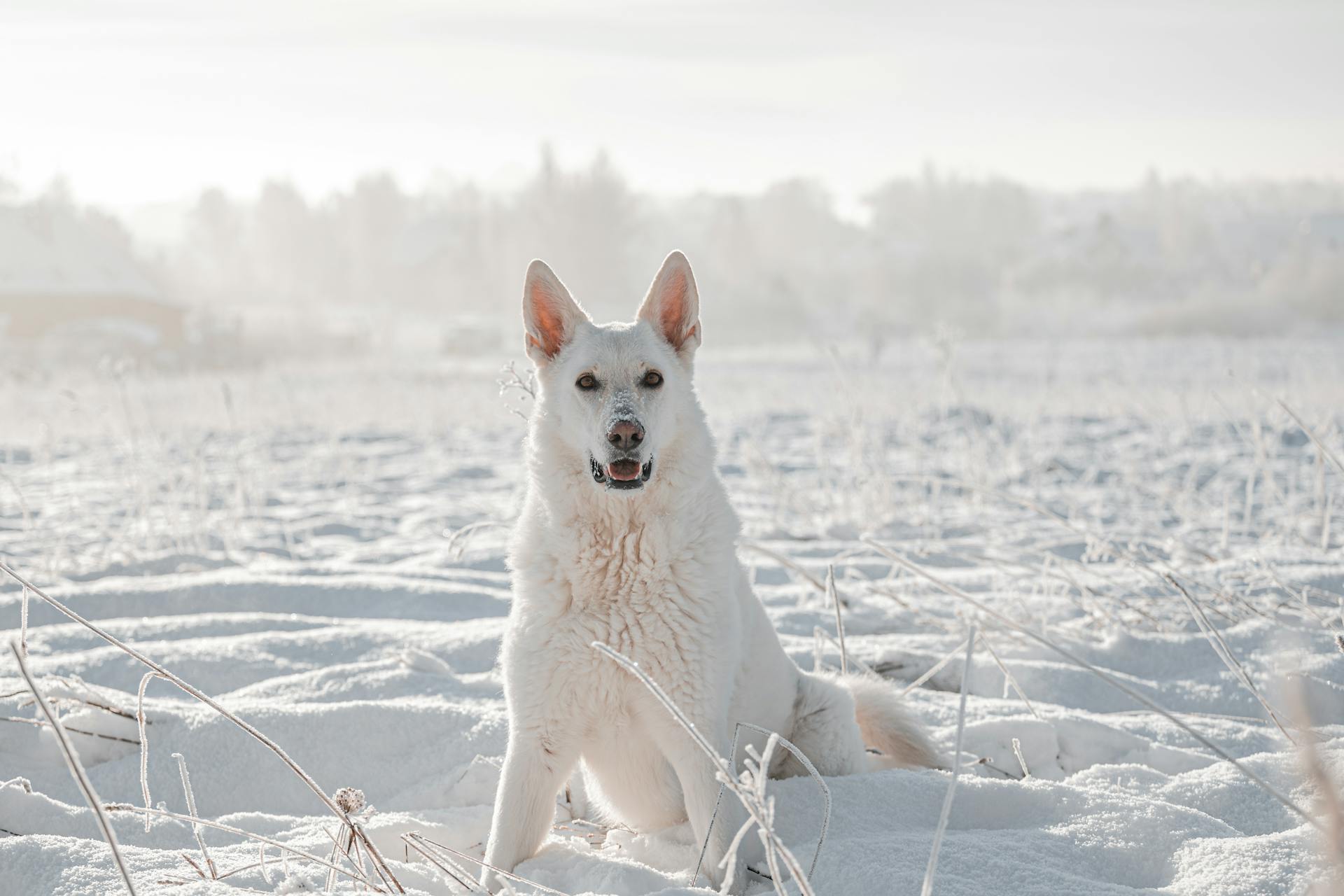 un berger suisse blanc joue dans la neige en hiver dehors