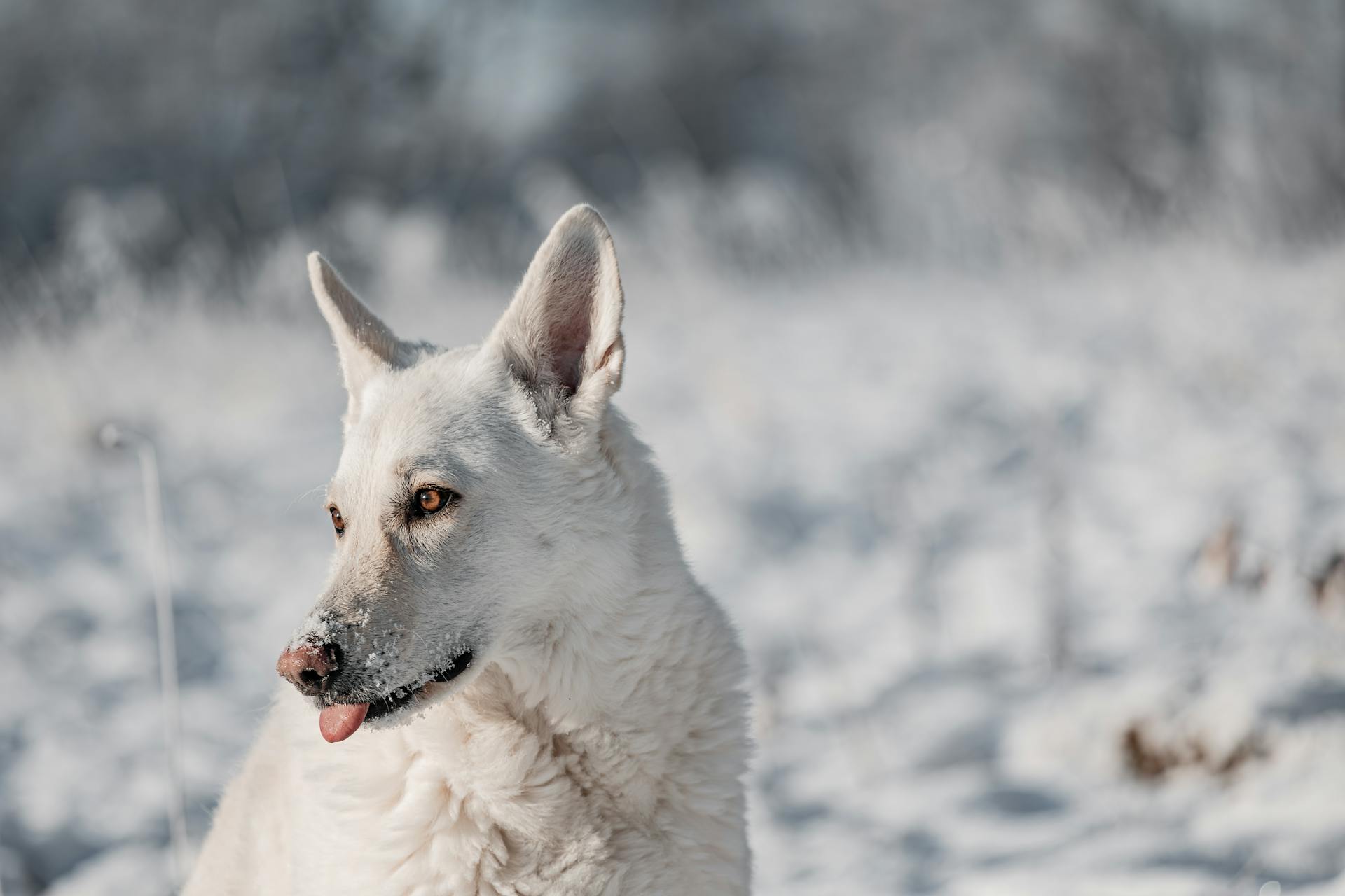 a white swiss shepherd dog plays in snow in winter outside