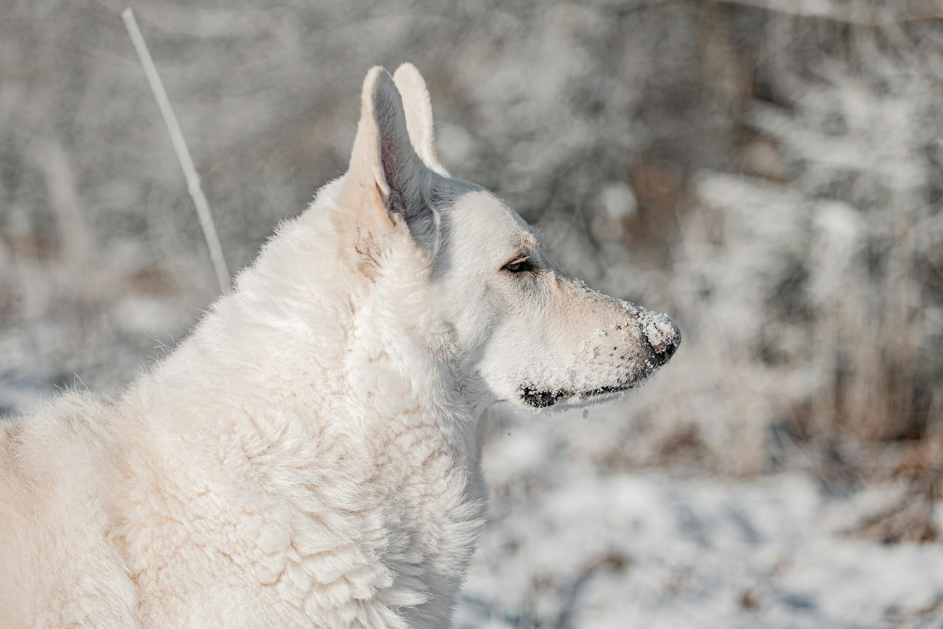 porträtt av en vit schweizisk herdehund i snö på vintern