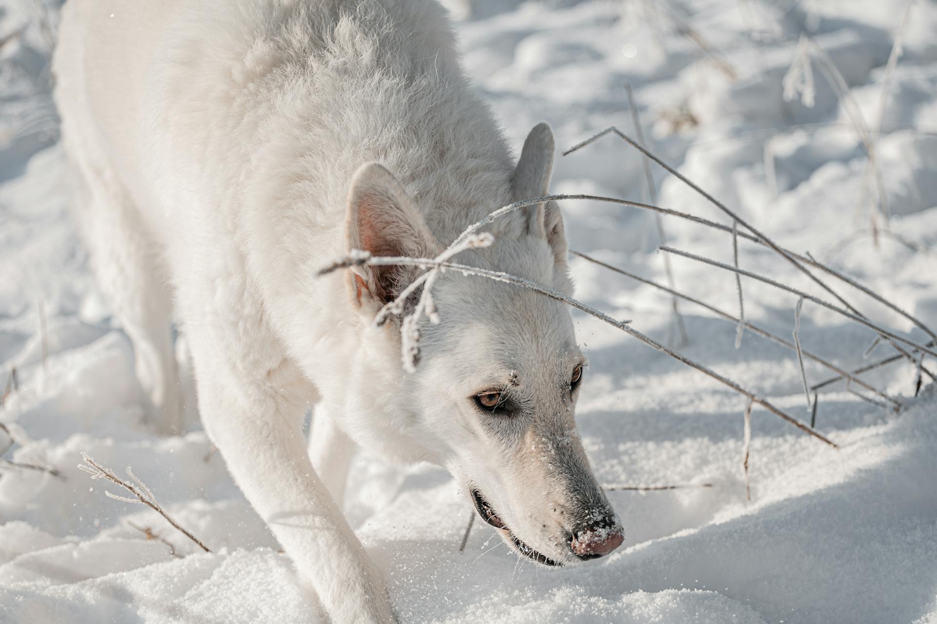 a white swiss shepherd dog plays in snow in winter outside