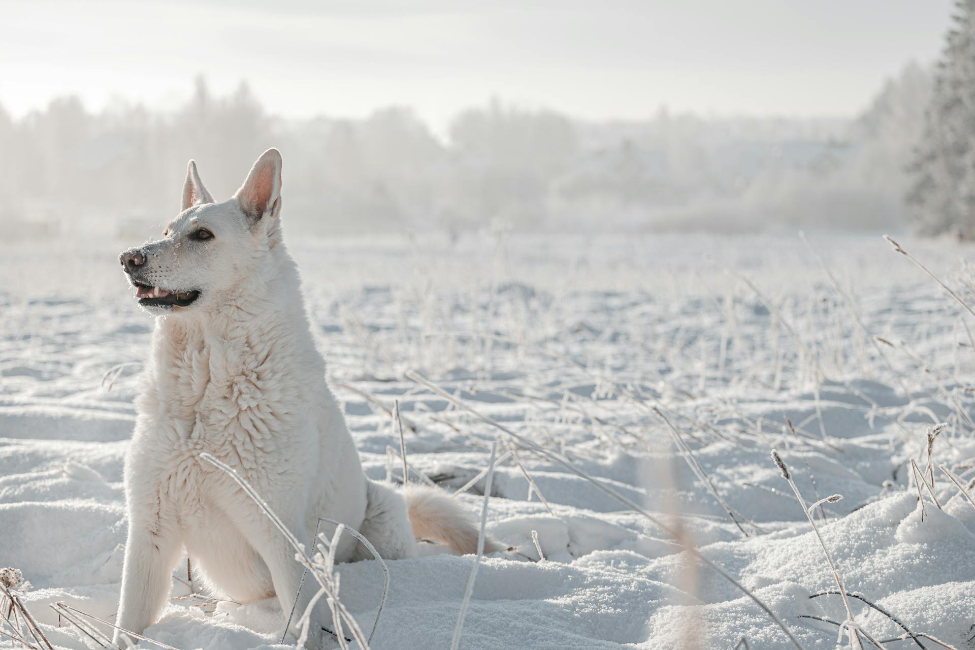 en vit schweizisk herdehund leker i snön på vintern utanför