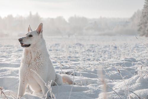 Free A beautiful white dog sitting in a snowy winter landscape, surrounded by frost. Stock Photo