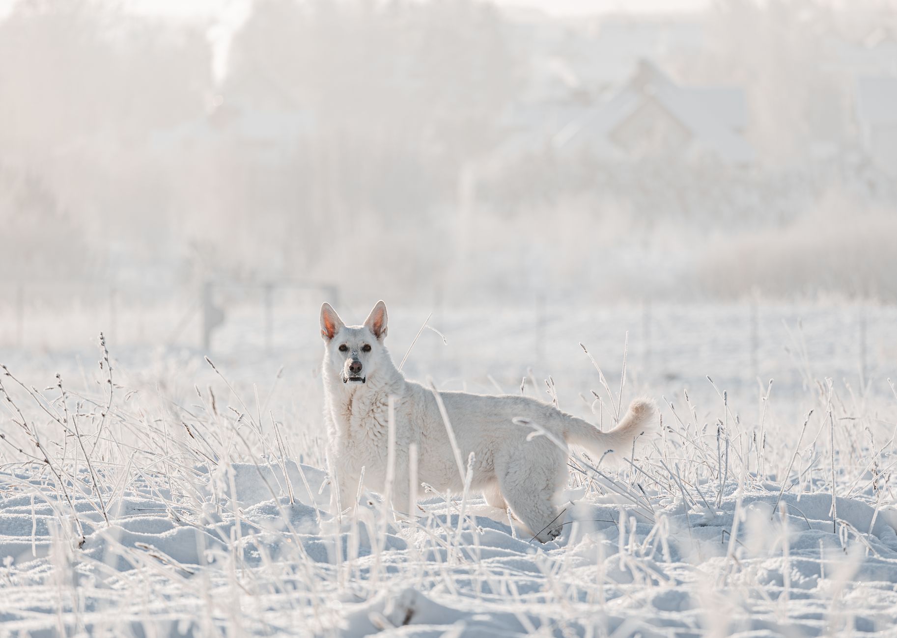 How To Safely Transition A Dog To Freeze-Dried Raw?