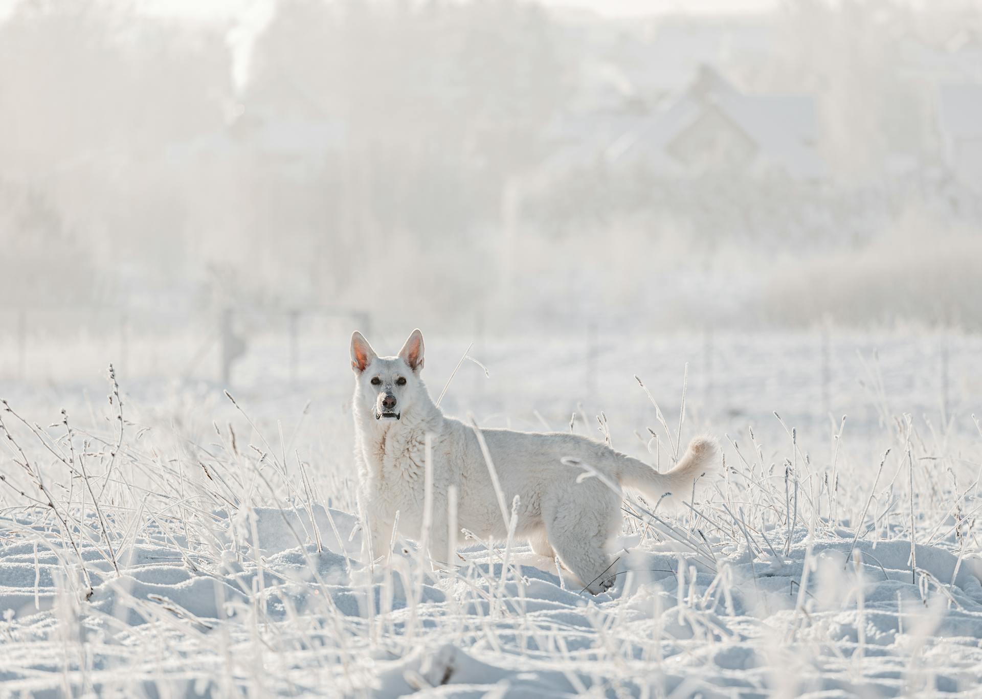 a white swiss shepherd dog plays in snow in winter outside