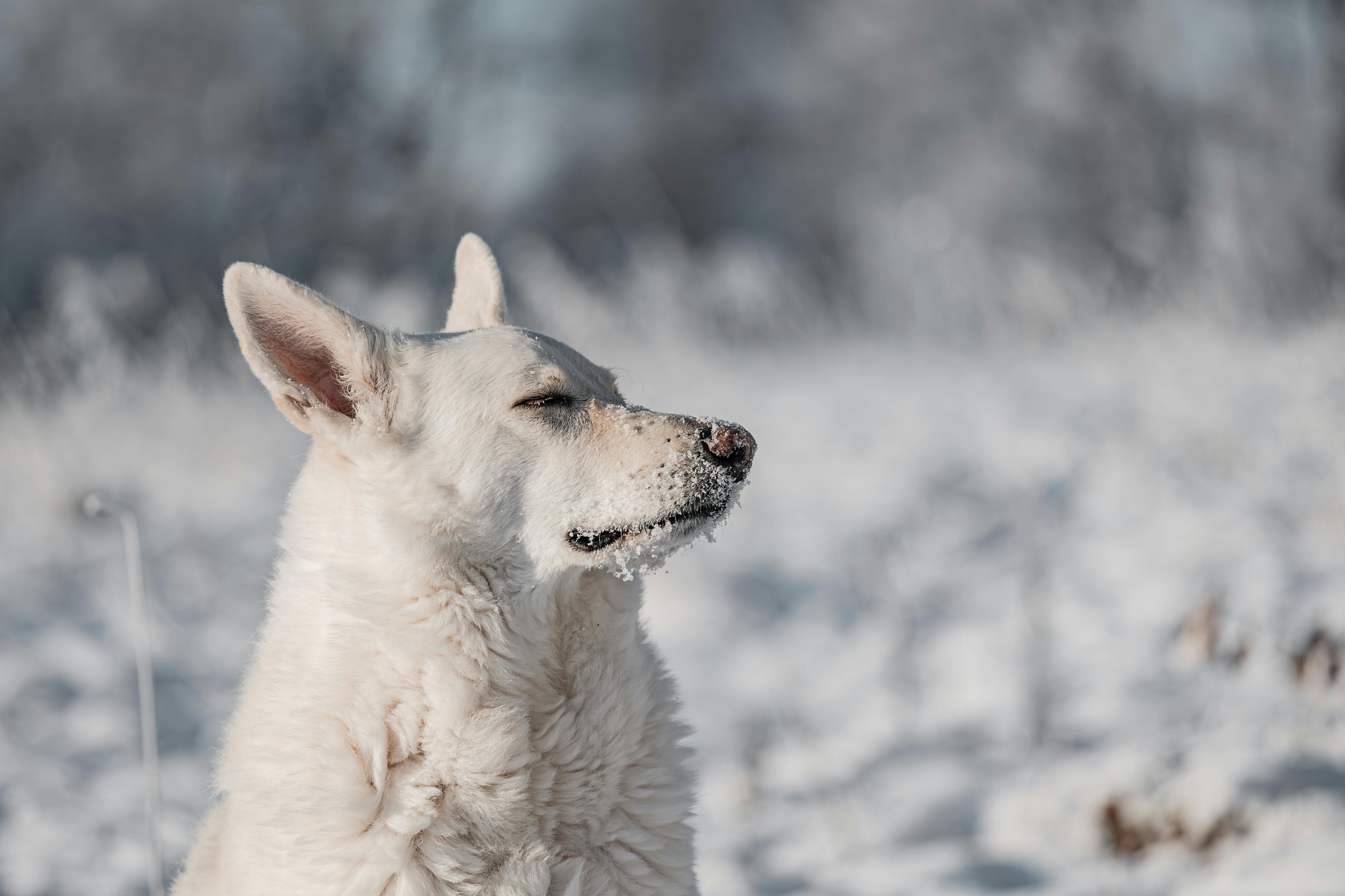 a white swiss shepherd dog plays in snow in winter outside