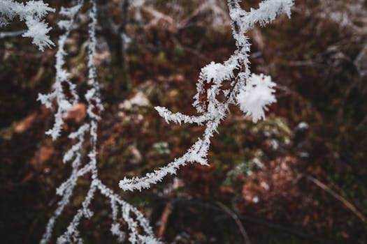 Close-up of frosted branches in a forest, capturing the essence of winter with natural textures.