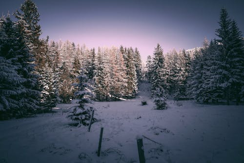 Coniferous Forest Covered with Snow 