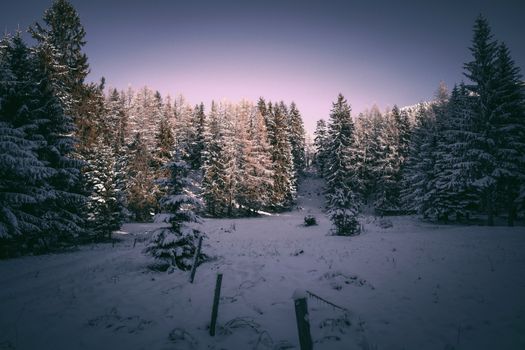 Snow-covered evergreens in a serene forest landscape at twilight, showcasing winter's beauty.