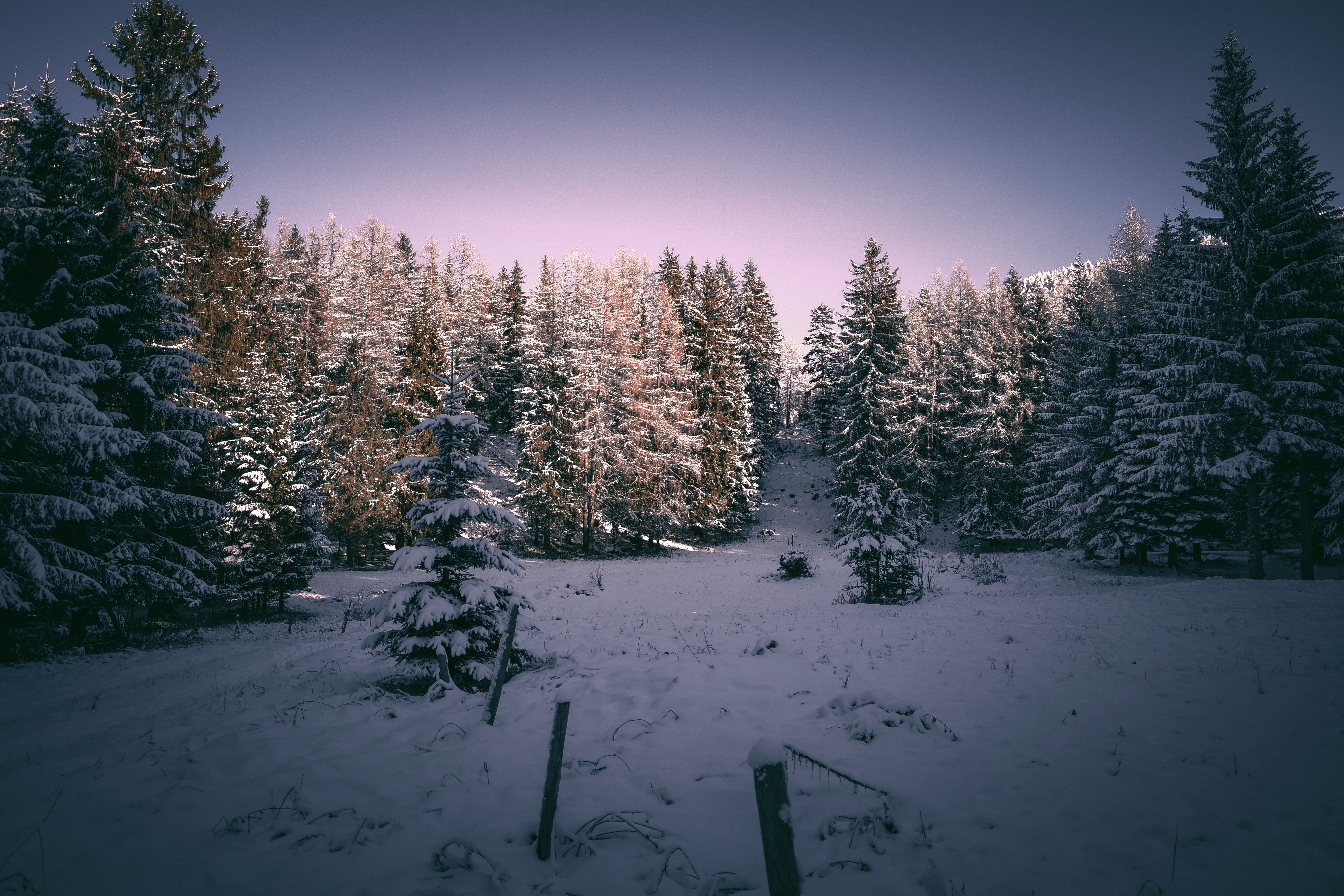 Coniferous Forest Covered with Snow · Free Stock Photo