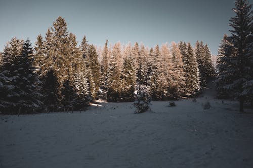 Coniferous Forest Covered with Snow 