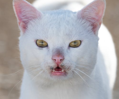 Free Portrait of a White Cat Stock Photo