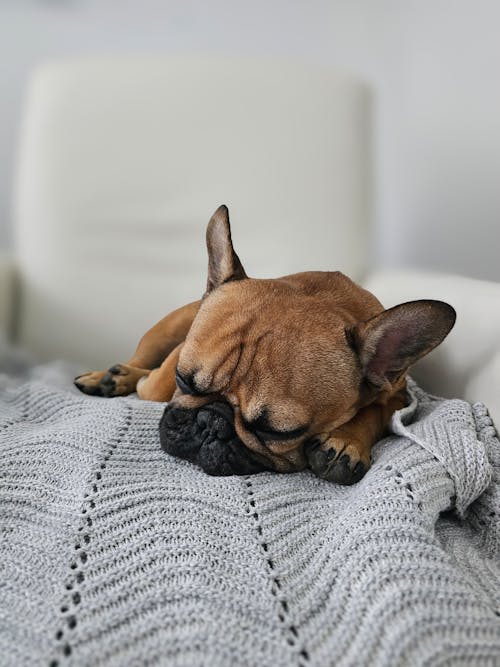 French Bulldog Sleeping on a Blanket