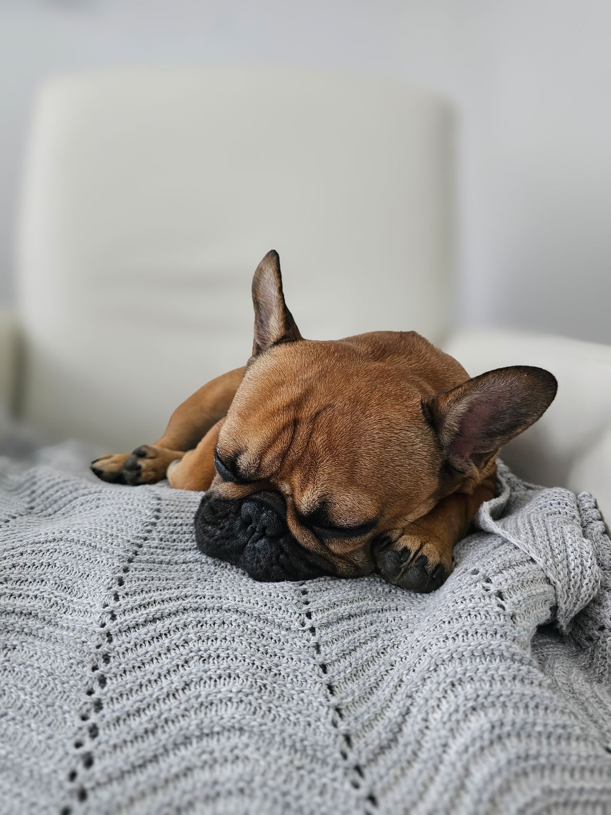 Bouledogue français endormi profondément sur un plaid gris en tricot