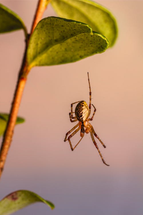A spider is hanging from a plant leaf