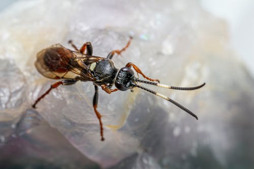 Top View of Insect on Ice