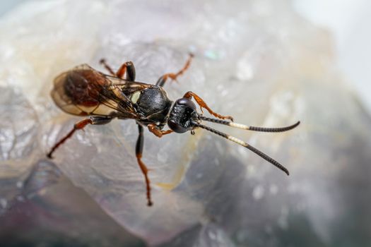 Close-up of an insect on ice with a detailed focus on its body and texture.