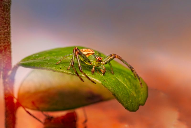 Spider resting on a leaf, a pest addressed through spider treatment services
