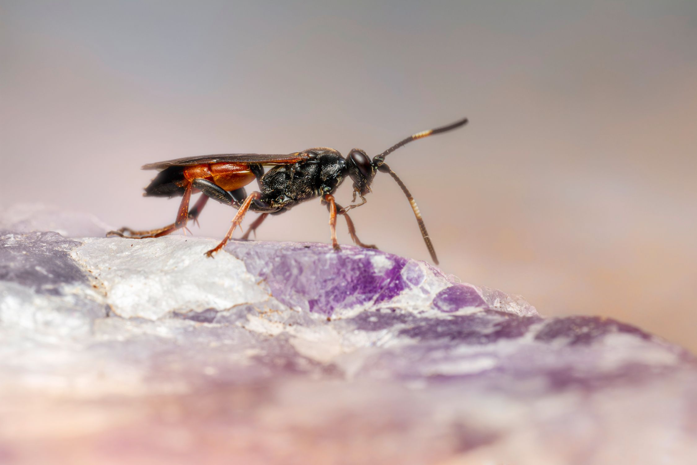 Insect on Ice · Free Stock Photo