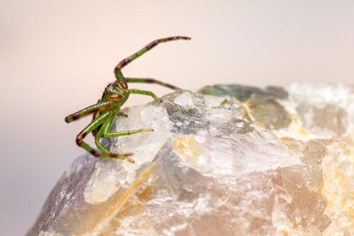 A green spider on top of some rocks