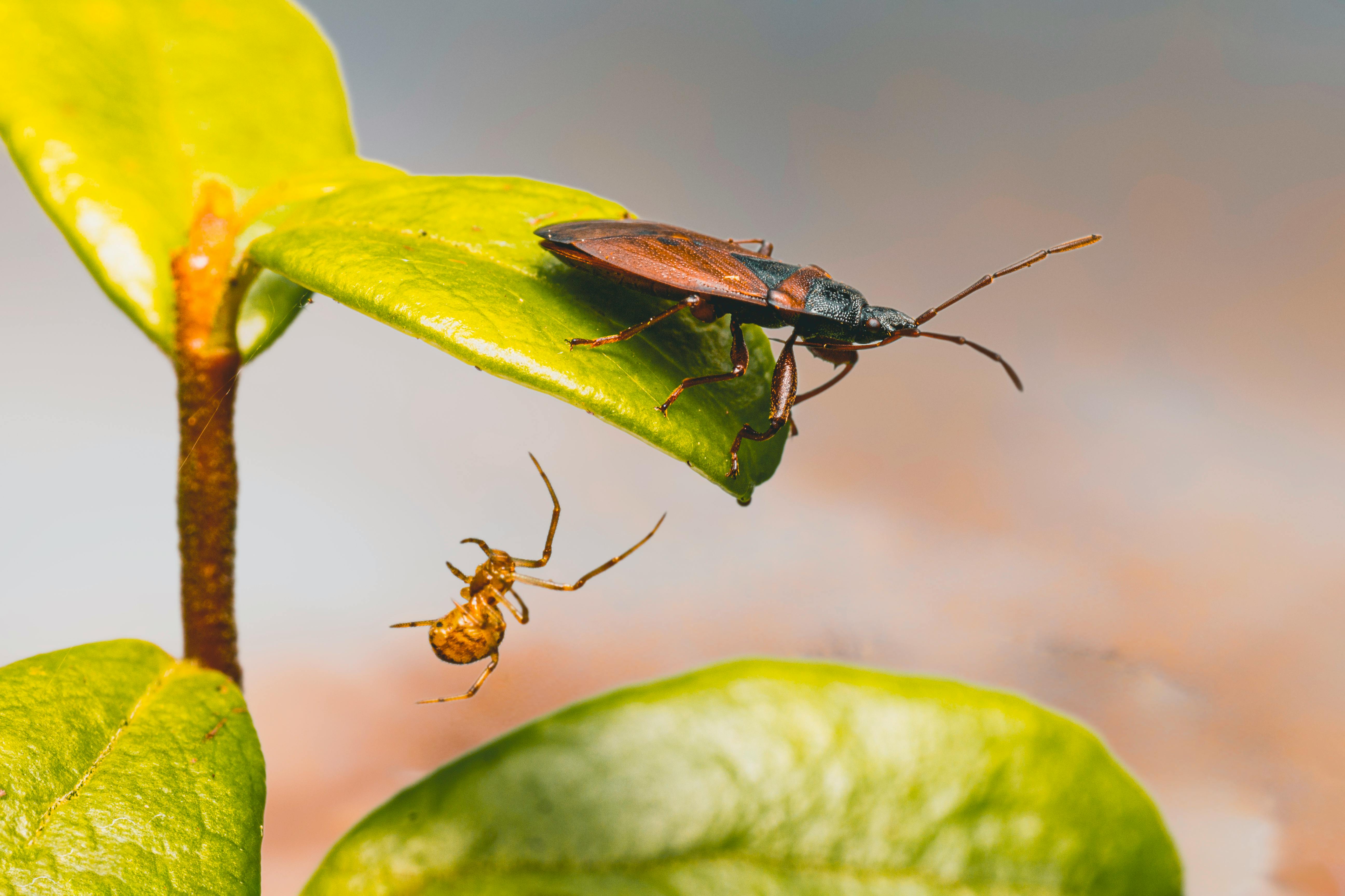 a bug is sitting on top of a leaf