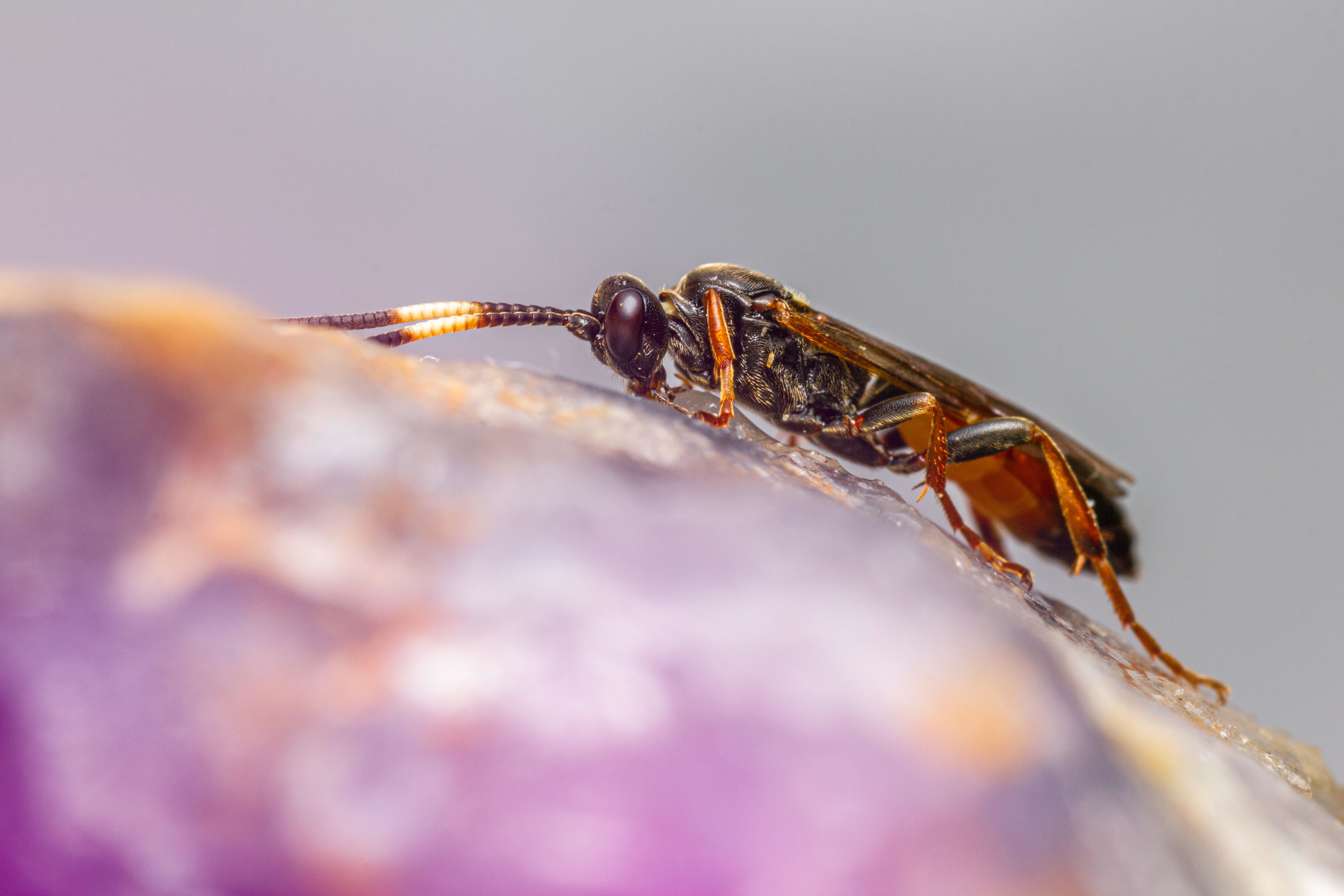 Insect in Nature · Free Stock Photo