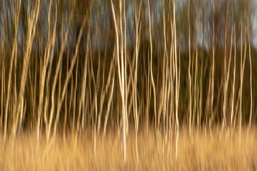 Free Artistic photo of birch trees with motion blur, creating an abstract forest effect. Stock Photo