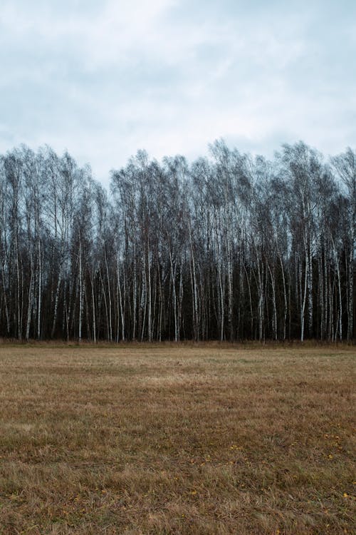 Kostenloses Stock Foto zu außerorts, bäume, birken