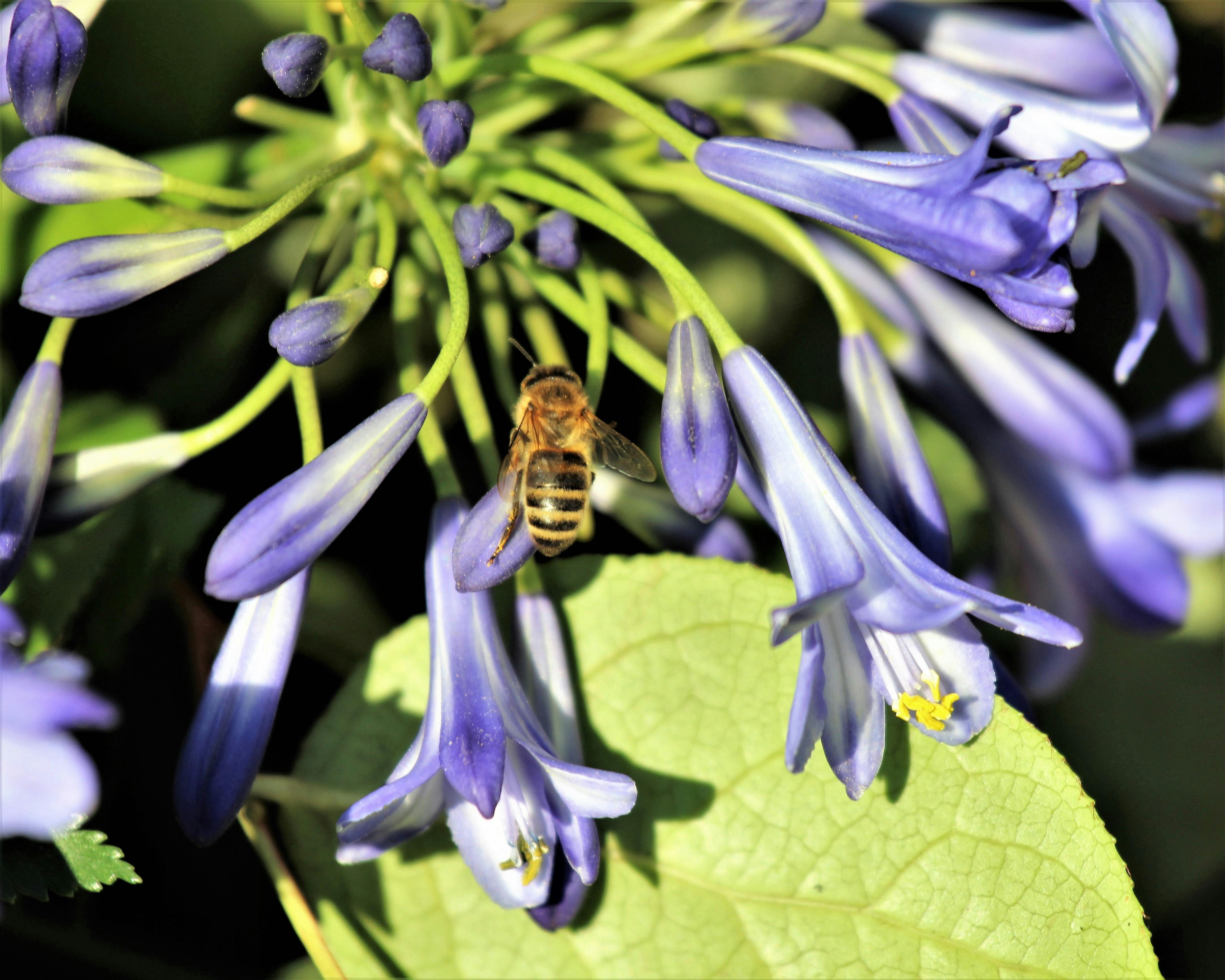 在荒野中开花的蜜蜂兰花 库存照片. 图片 包括有 花卉, 兰花, 栖所, 模仿, 欺骗, 习性, 服务 - 227129274