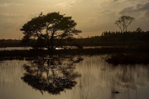 Бесплатное стоковое фото с болотистая местность, болото, вечер