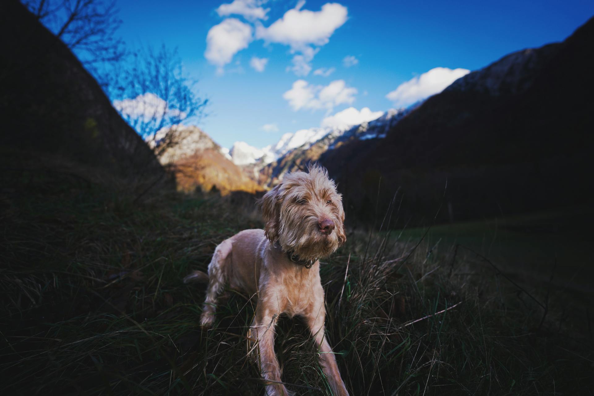 Dog on Grass