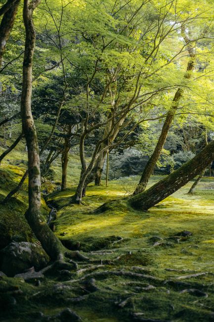 A serene forest scene with sun-dappled trees and a moss-covered ground.