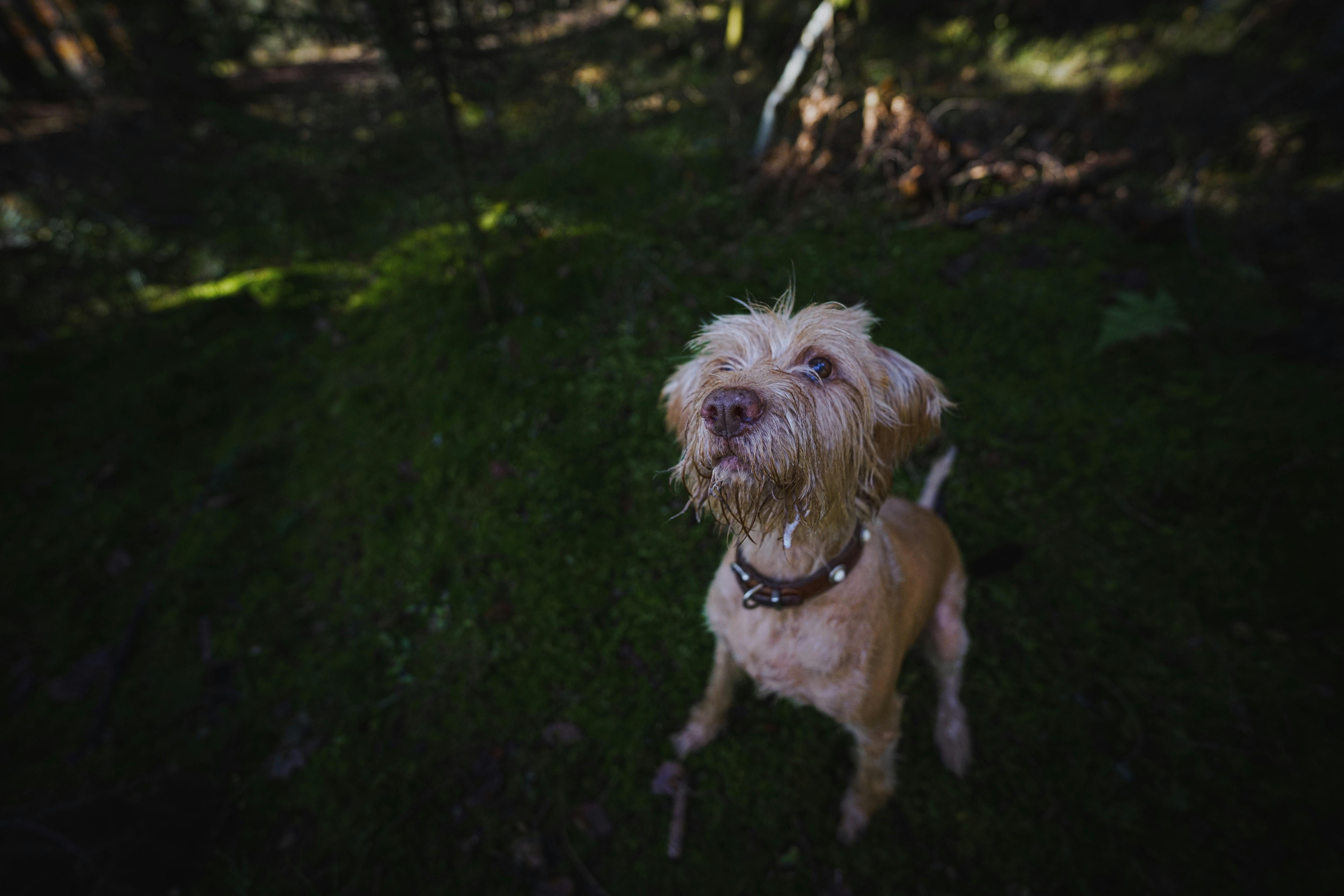 Spinone Italiano: Ιταλικός Wirehaired Pointer Αρχαία Ράτσα