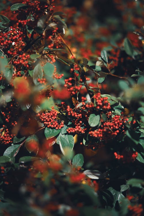 Rowanberry on a Branch 