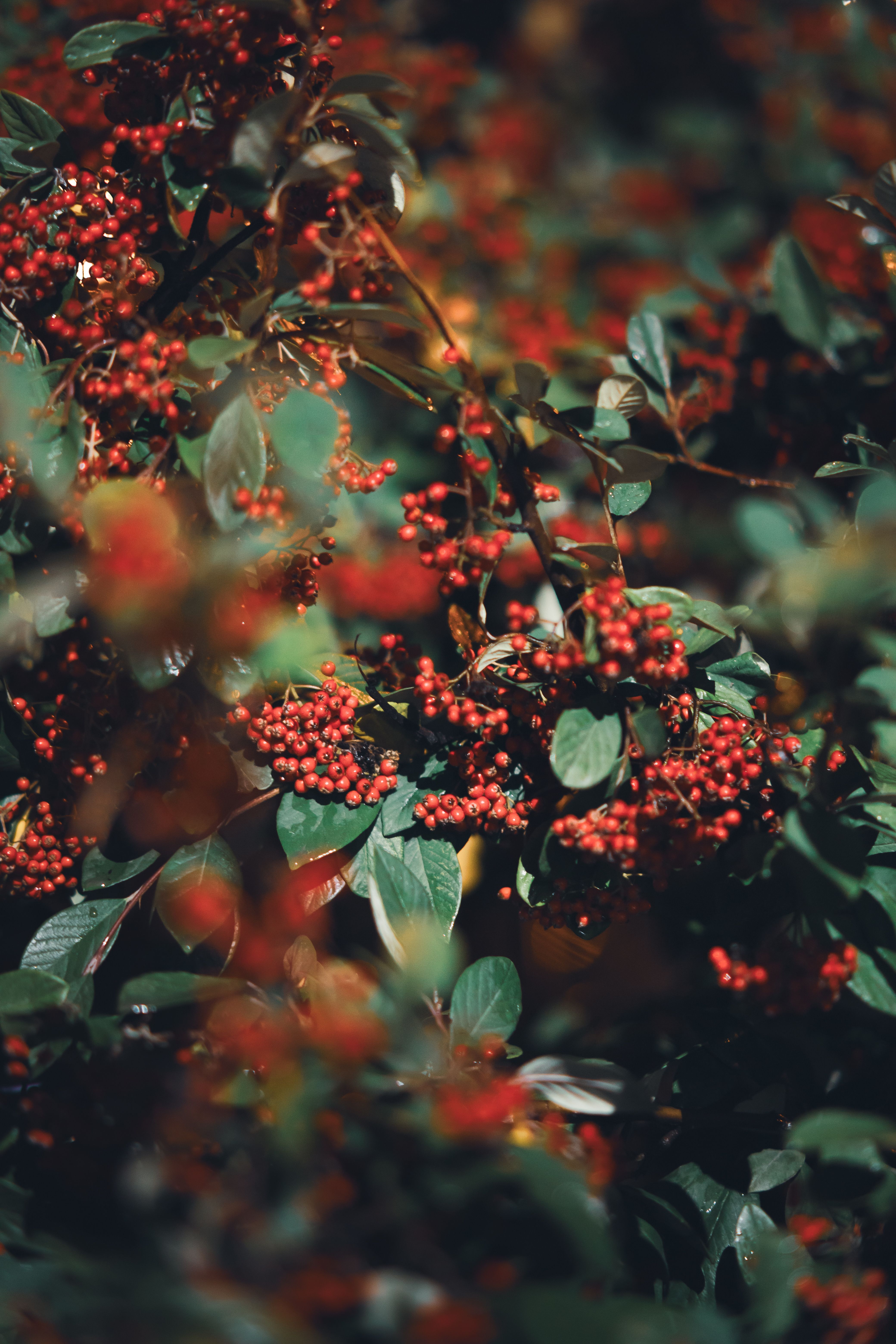 Berry Branch Photos, Download The BEST Free Berry Branch Stock Photos ...