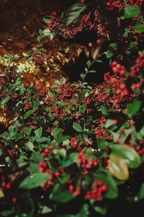 Gratis Immagine gratuita di arbusto, foglie, frutta Foto a disposizione