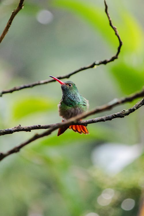 Foto d'estoc gratuïta de au, branques, colibrí